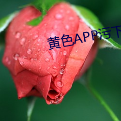 黄色APP污下载