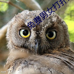 免费男女打扑克的网页
