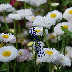 神针(針)侠医