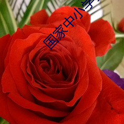 国家中小学教育平台免费网课官方