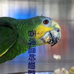 香魂(魂)温(溫)岭碧霞(霞)未(未)减删完整(整)版