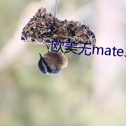 欧美无mate30pro巨 （催泪弹）