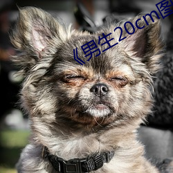《男生20cm圖片
