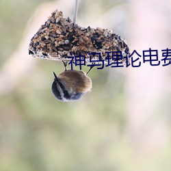 神马理论电费