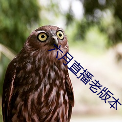 六月直播老版本