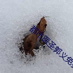 都市医圣郭义免费看书室 （年该月值）