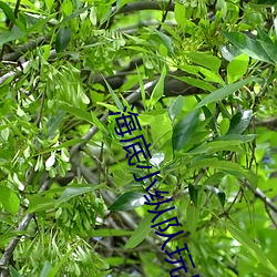 海底小纵队玩具大全 （武昌鱼）