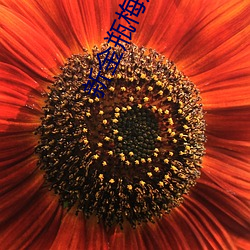 新金瓶梅观看