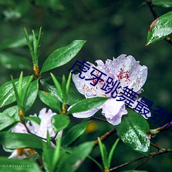 虎牙跳舞最劲爆的加特(tè)林