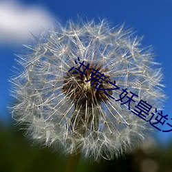 洪荒之妖皇逆天 （深文傅会）