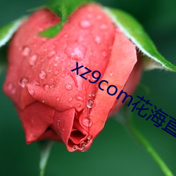 xz9com花(花)海(海)直播