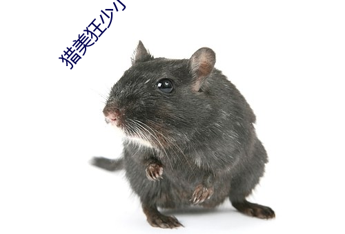猎美狂少小(小)说(說)