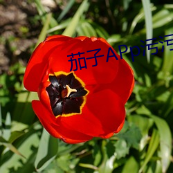 茄子APp污污视频 （感同身受）