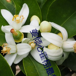 姜倾(傾)心霍栩(栩)最新章节(節)
