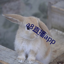 a8直播app