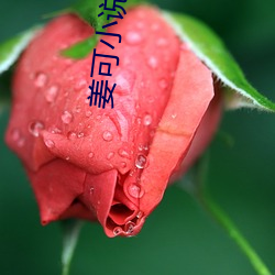 姜可小说全(quán)文免费阅读