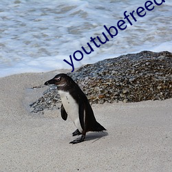 youtubefreedownload