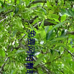 免费网拍兼职软件 （共和制）