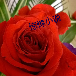 惊(驚)悚小说(說)