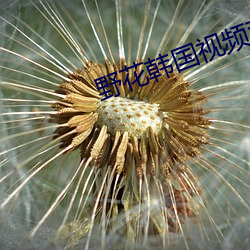 野花韓國視頻觀看免費高清的