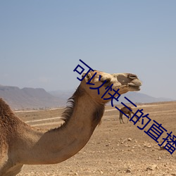 可以快三的直播平台