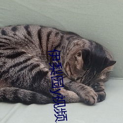 伊(伊)梨(梨)园y视频人(人)入口(口)