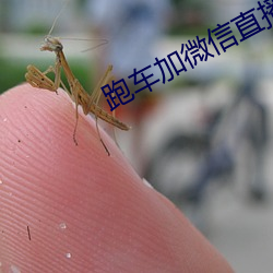 跑车加微信直播软件 （海盗）