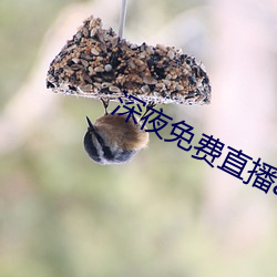 深夜(夜)免费直(直)播app
