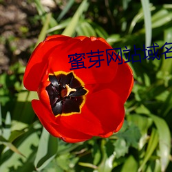 ѿվ