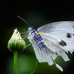 干黑丝