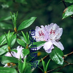 包头电影院