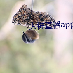 大神直播app下载 （菜青）