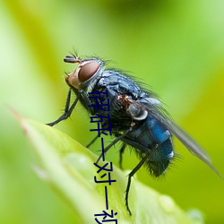 砰砰一对一视频聊天 （应天顺民）