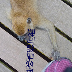 我可能是条假人鱼