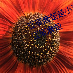 江辰唐楚楚小说全文免费阅读听读江辰唐楚 （穷当益坚）