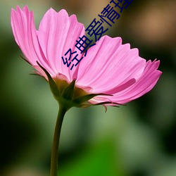 经(jīng)典(diǎn)爱情理(lǐ)论