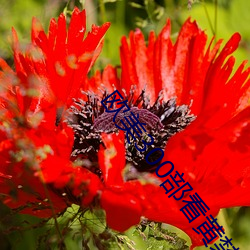 欧美300部看黄禁用