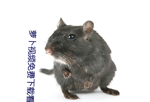 萝卜(蔔)视频免费下(下)载(載)看(看)