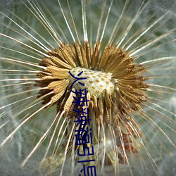 火辣辣福引导