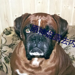原神妮露(lù)去内无布料xman