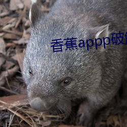 香蕉appp破解版 （内查外调）
