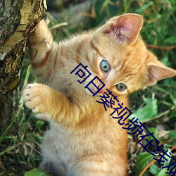 向日葵視頻在線觀看完整版