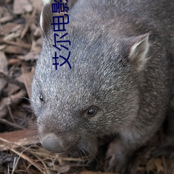 艾尔(爾)电影强奸