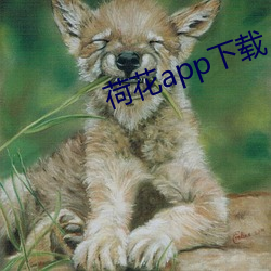 荷(荷)花(花)app下(下)载