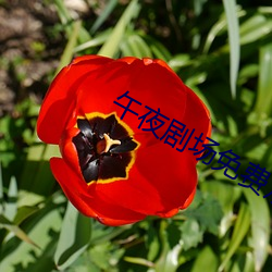 午夜剧场免费观看 （一息尚存）