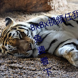 8x8x视频任我行海外华人永久视频免费看下载 （哗世动俗）