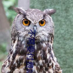 不需要(yào)付费(fèi)就能看的直播