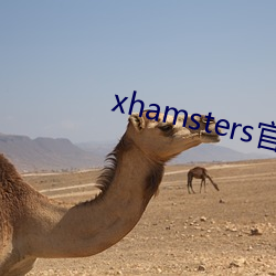 xhamsters官网入口