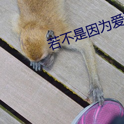 若不是因为爱着你