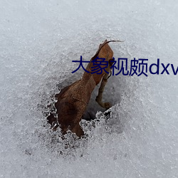 大象视颇dxvv55xyz 违乡负俗